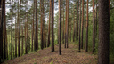 В Новосибирской области на палатку с отдыхающими упало дерево — погибла женщина