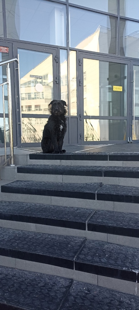 Студентка без комплексов собаке. В перископе с собакой. Кот лижет хозяйке. Красивая девушка с собакой. Девушка с собачкой.