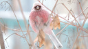 «Зимний цветок Сибири»: редкую бело-розовую птицу заметили в Новосибирске — биолог объяснил, кто на снимке