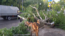 Дерево упало на машину: кто возместит ущерб ульяновским водителям, чьи авто пострадали от урагана