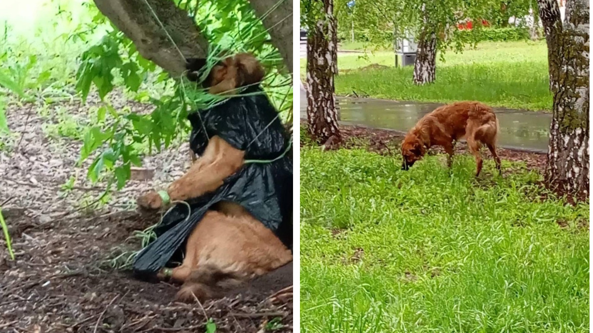 В Тольятти нашли истощенную собаку, замотанную в мусорный пакет и привязанную веревками для сушки белья