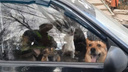 «Лай круглыми сутками»: в Самаре из однушки хозяева вывезли стаю собак