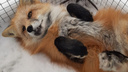 Можно взять на ручки: в Новосибирске ищут сбежавшего домашнего лиса Яшку — видео