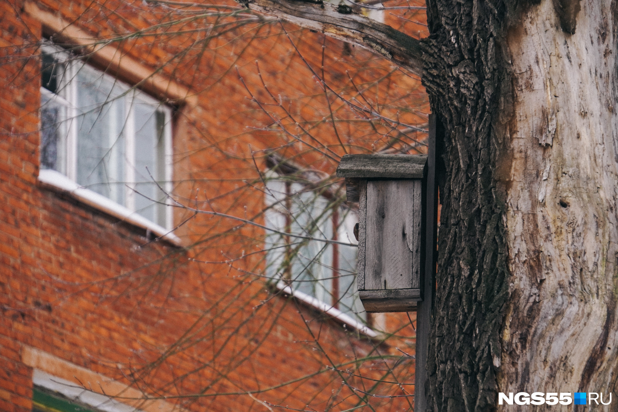 Во дворе видно, как люди позаботились о птичках и прикрепили на ближайшие деревья скворечник Во дворе видно, как люди позаботились о птичках и прикрепили на ближайшие деревья скворечник