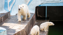 Фигурное плавание и променад по берегу: как развлекаются белые медвежата в Новосибирском зоопарке — видео