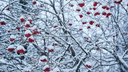 Потепление до 0 и мокрый снег: какой будет погода в Новосибирске во второй половине декабря