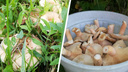Северянка собрала ведро грибов прямо на дачном участке: как их почистить и засолить