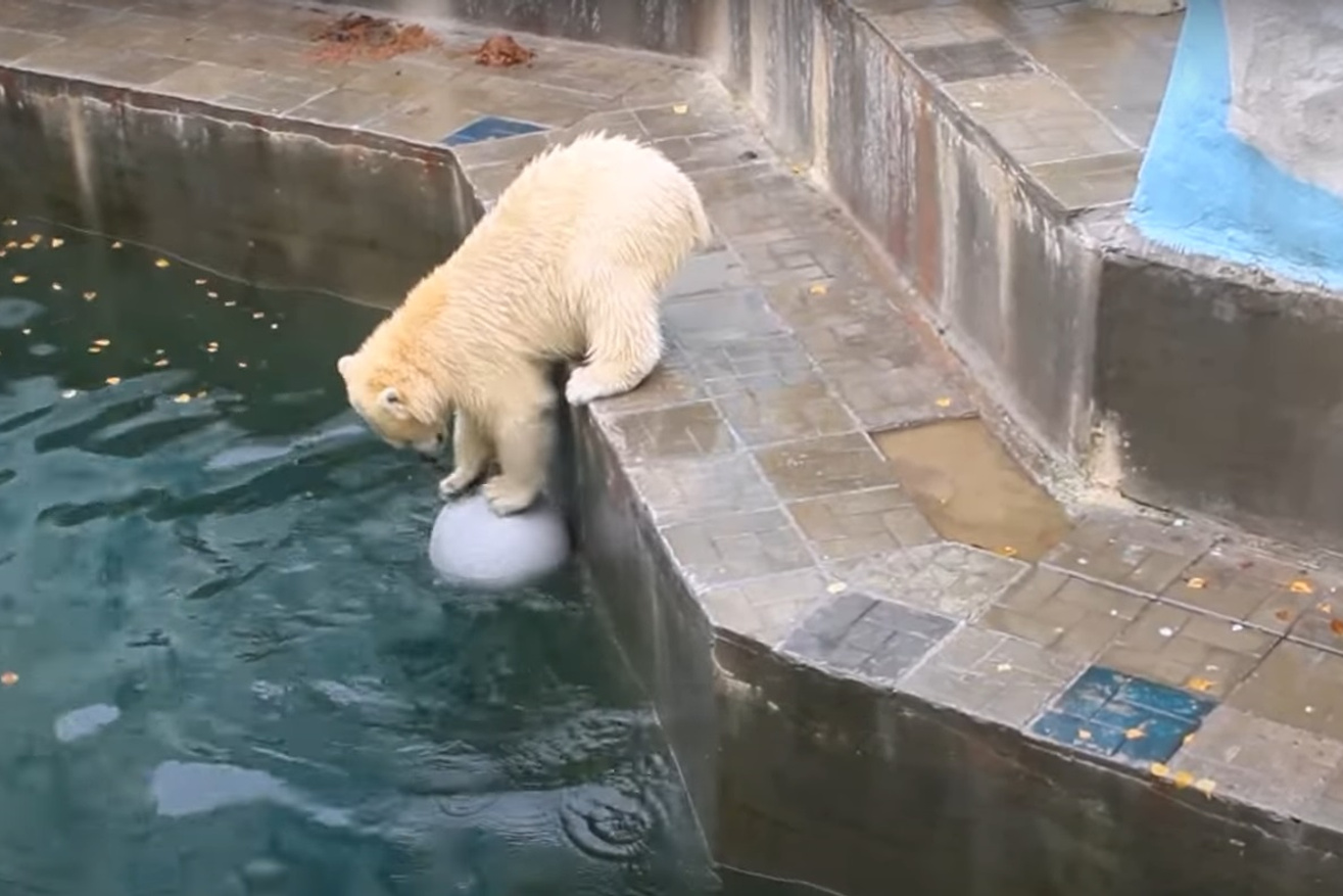Игра в мяч и салочки: как развлекаются белые медвежата в Новосибирском  зоопарке — видео - 11 октября 2023 - НГС