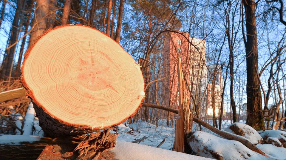 Глава следкома РФ поручил проверить факт вырубки деревьев ради многоэтажки на Ставрополье