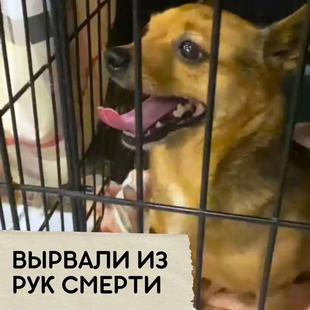 «Вырвали из рук смерти»: волонтеры нагрянули к живодеру из Академа, издевающемуся над собакой