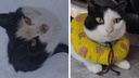 «Неделю сидел на крыльце школы»: кота с ожогом на всю спину спасли в Новосибирске — ему пришлось сделать операцию