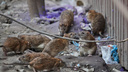 Жалоб становится больше: почему во дворах появляются крысы — отвечает мэрия Новосибирска