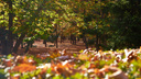 Народный рейтинг: самарцы назвали лучшие парки для осенней прогулки