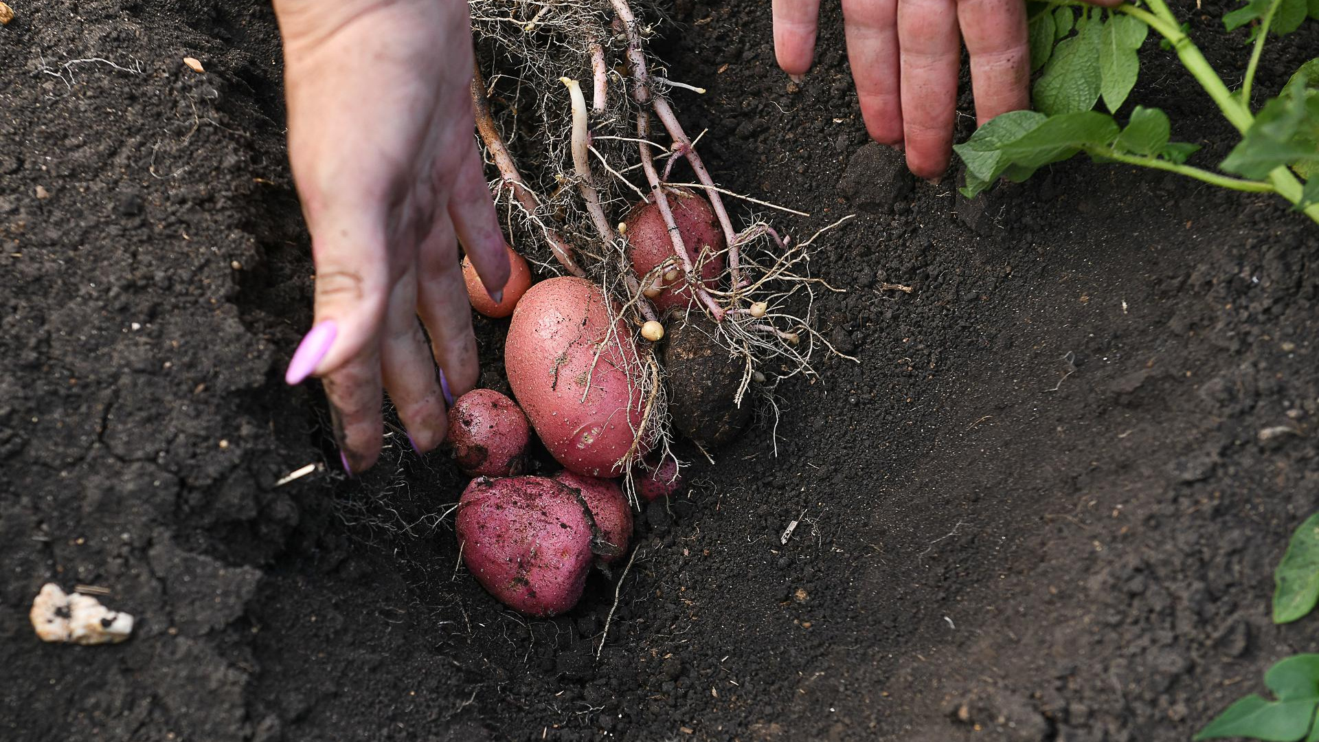 Когда окучивать и как полоть картошку: основные правила выращивания второго хлеба