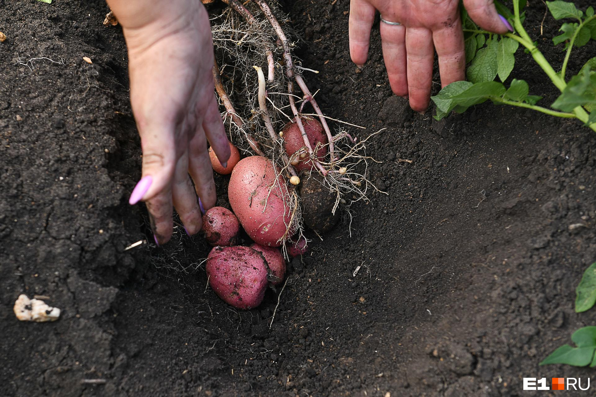 Когда окучивать и как полоть картошку: основные правила выращивания второго хлеба