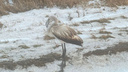 «Миграционные баги»: в Новосибирской области в снегу заметили фламинго — фото птицы