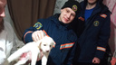 Белый щенок застрял в чугунной батарее: прелестное фото спасенной собаки от новосибирской МАСС
