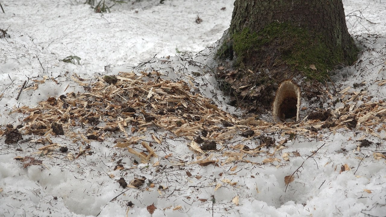 Кто-то громкий вырубил нору в дереве — фотографии лесной загадки
