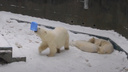 Белые медвежата разбудили маму, и она отобрала у них канистру — забавное видео из Новосибирского зоопарка