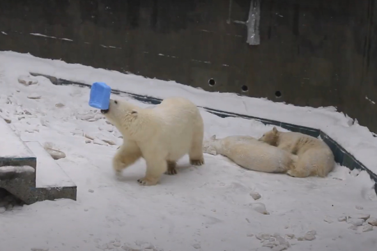 Белые медвежата разбудили маму, и она отобрала у них канистру — забавное видео из Новосибирского зоопарка