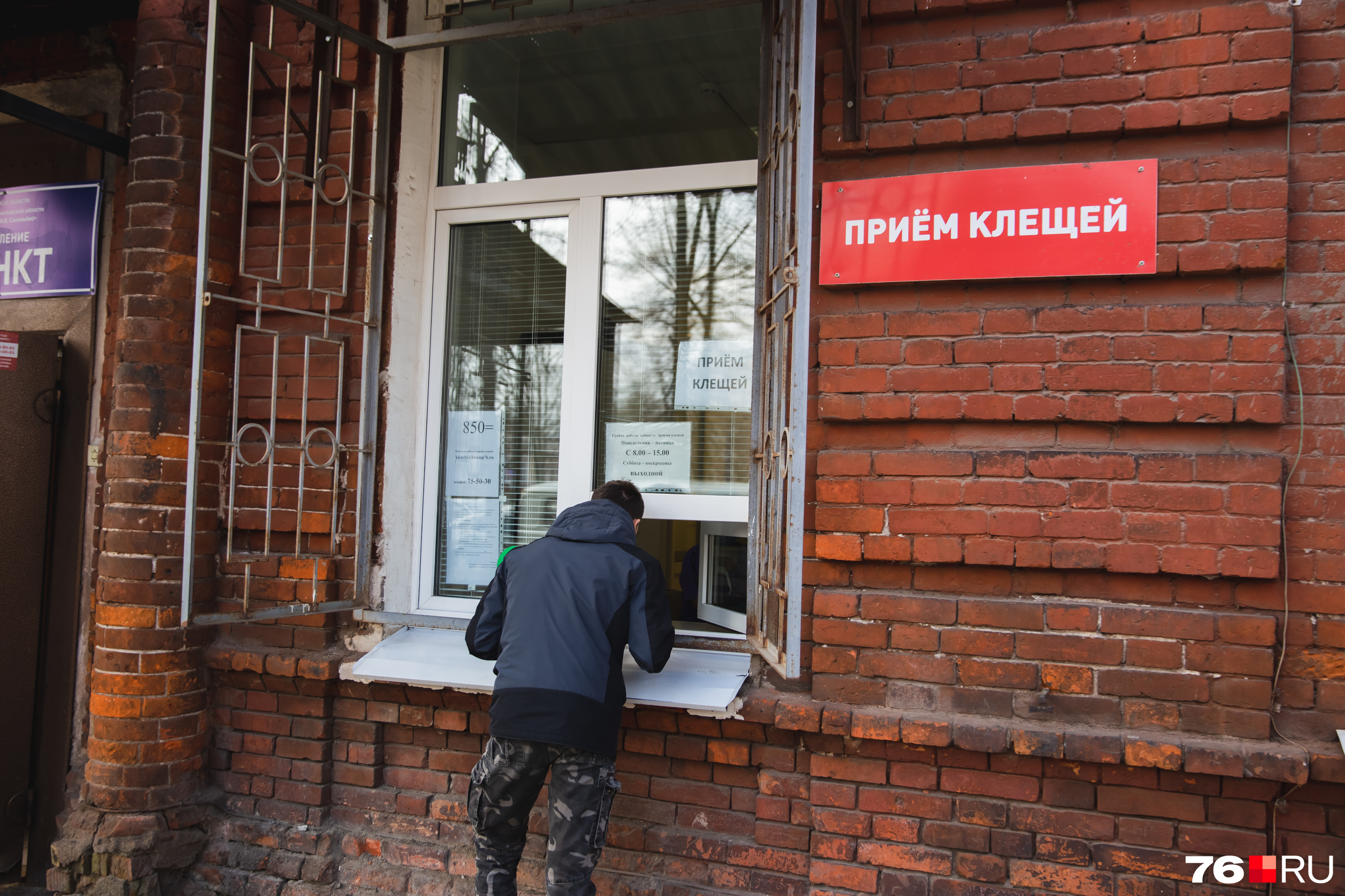 Здесь клеща забирают для дальнейших исследований Здесь клеща забирают для дальнейших исследований