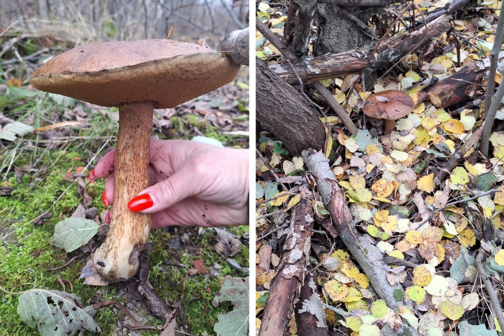 Последний гриб в этом месяце Елена нашла 21 октября в Цигломени. Он оказался совершено чистым