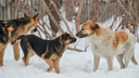 Новосибирцев спросили, как поступать со стаями бродячих собак — опрос об эвтаназии запустили на «Госуслугах»