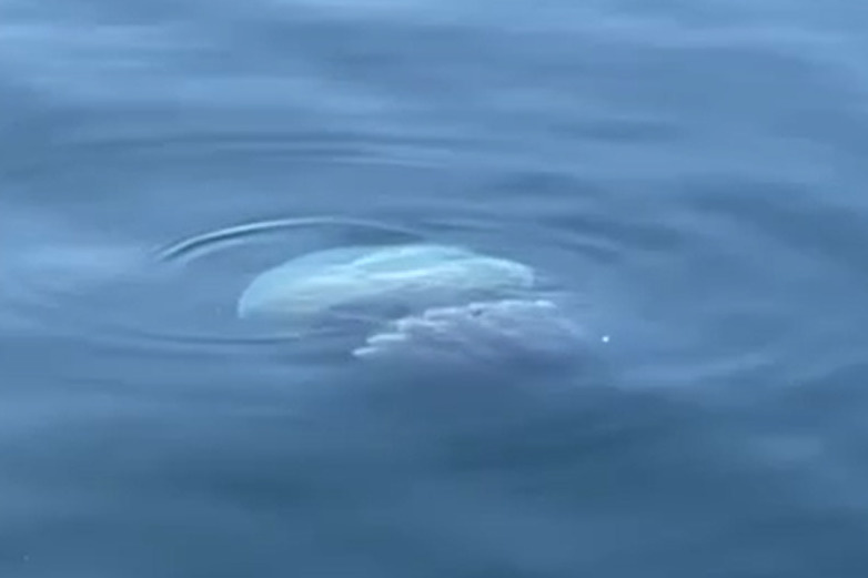Медуза ропилема достигает огромных размеров и нередко пугает людей своим видом