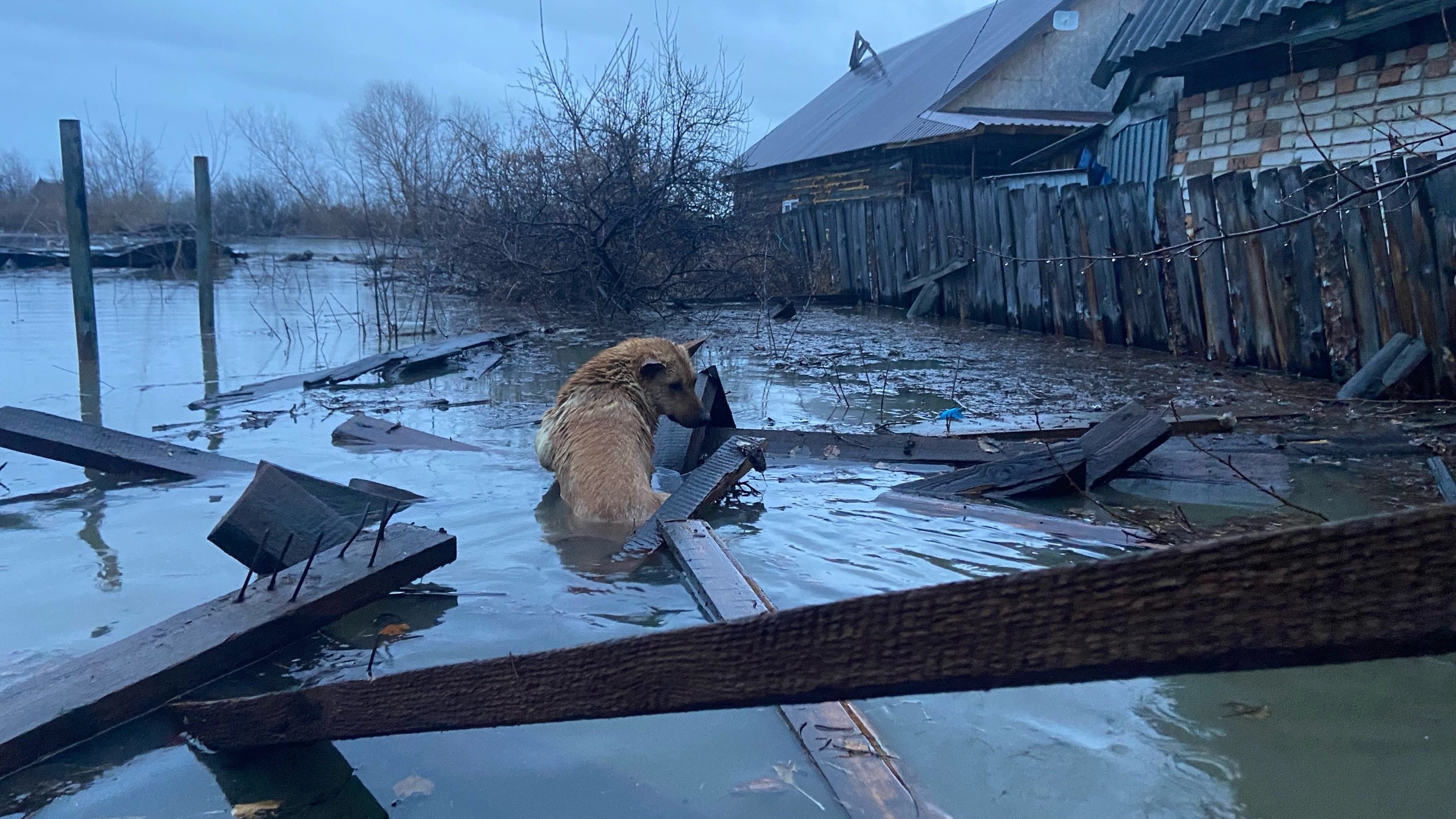 «Собаки в затопленных садоводствах тонут»: жительница Кургана спасала хвостатых и рассказала, кому повезло