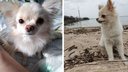 «Собака невыездная»: семья из Новосибирска полетела на отдых в Таиланд с чихуа-хуа — обратно животное не выпустили