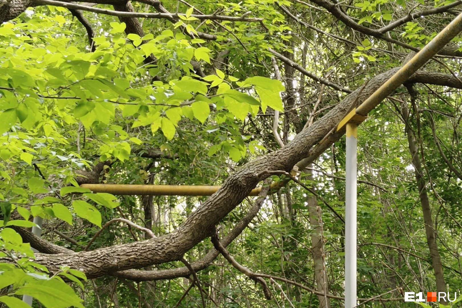 «Будет утечка»: в Екатеринбурге дерево упало прямо на газовую трубу