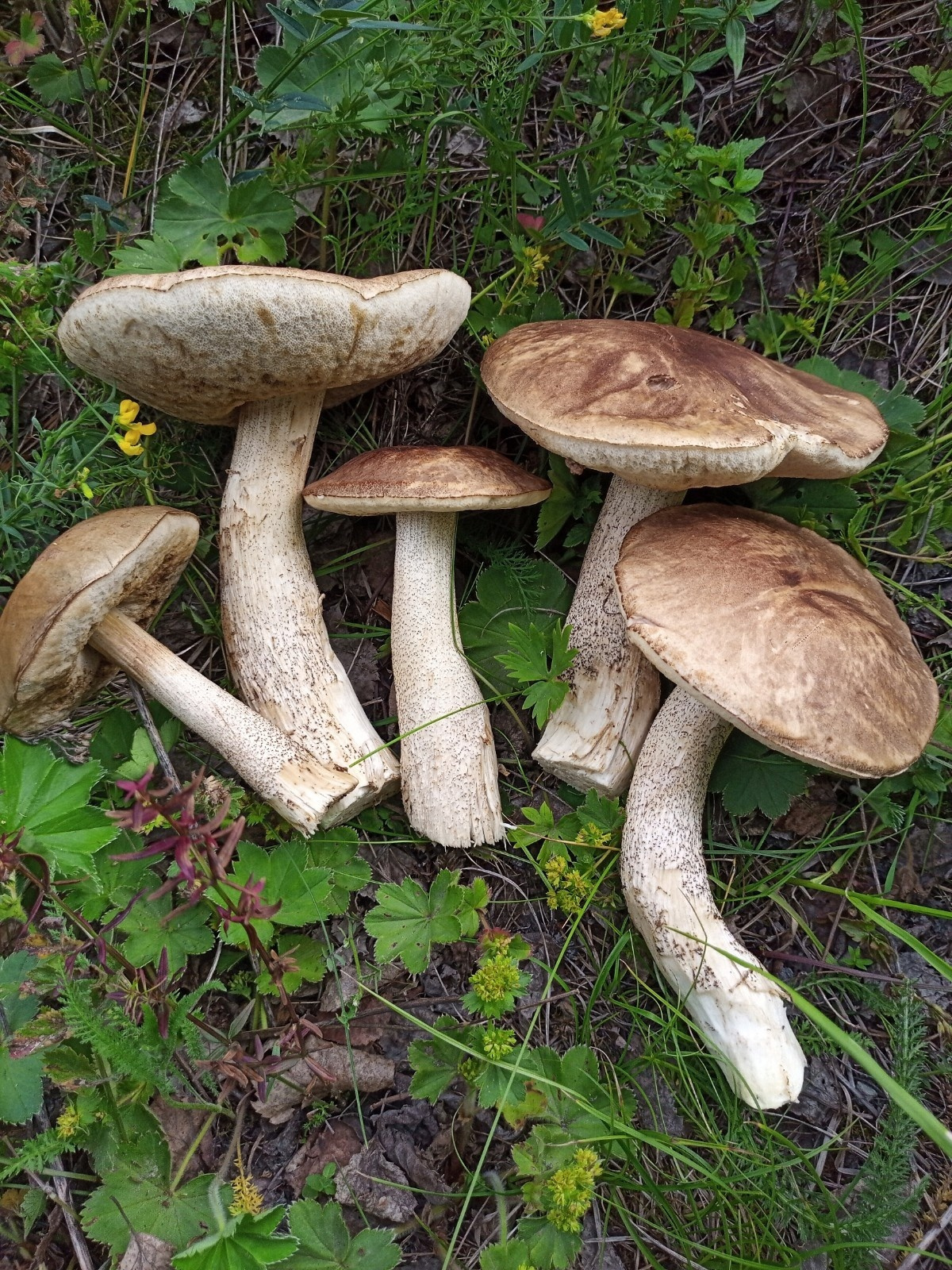 Дождливая погода способствует быстрому росту грибов