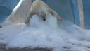 Смотрим и завидуем: белым медвежатам насыпали снег в вольер — как они охлаждаются в жару