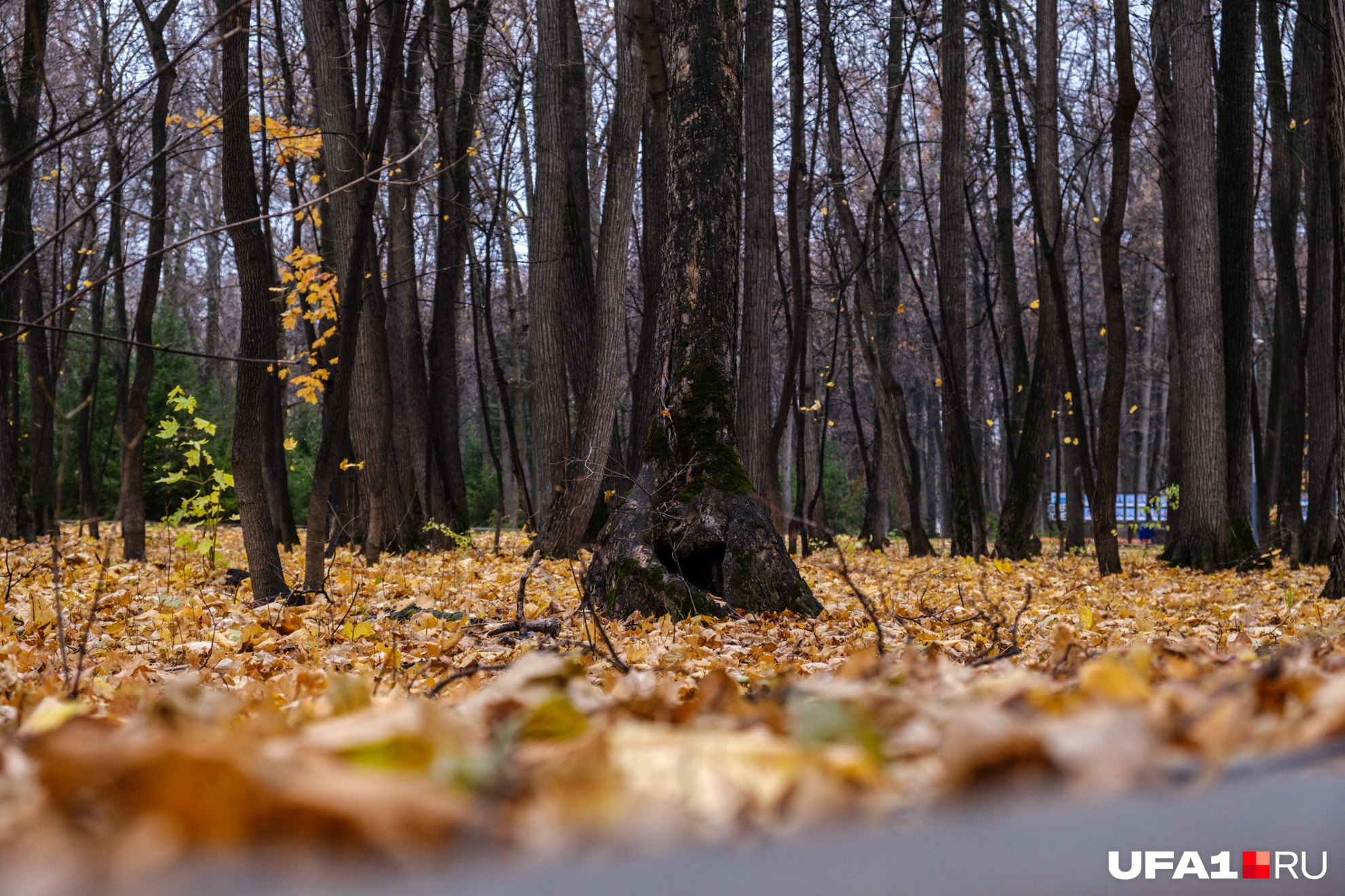 Сейчас парк населен лишь пьяными деревьями