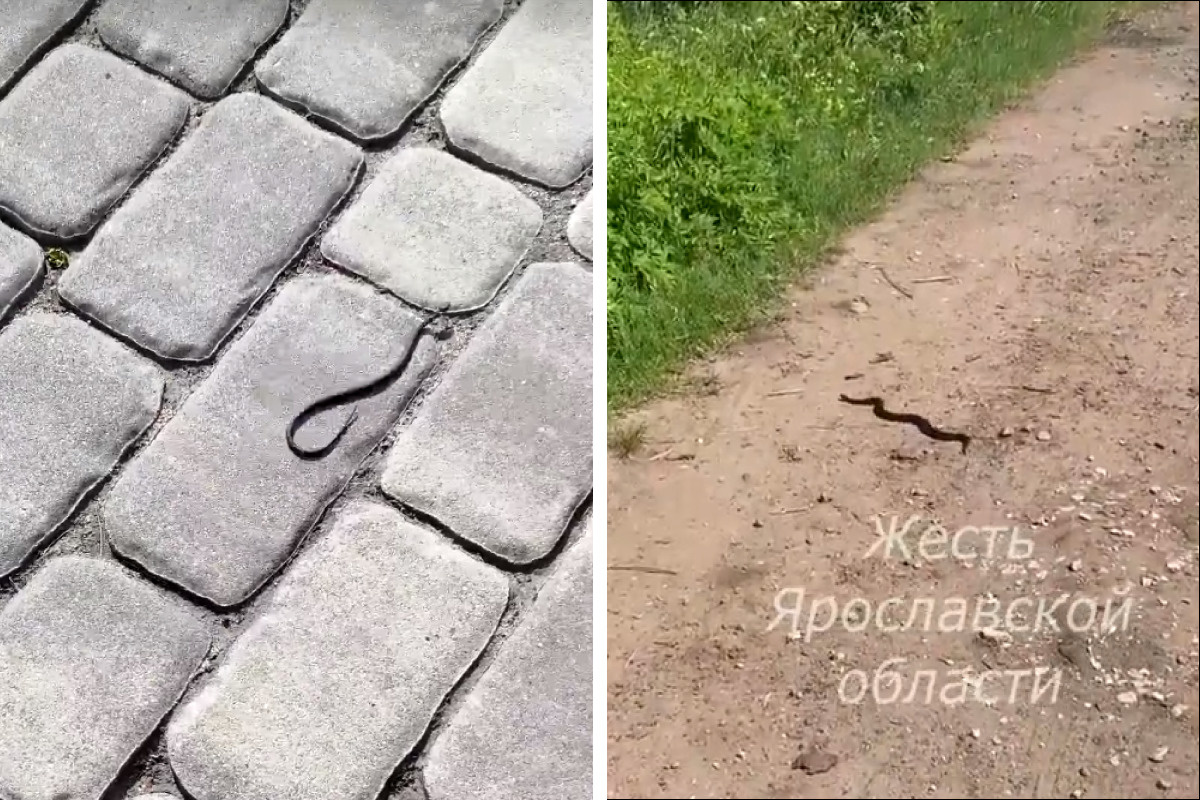 В центре Ярославля змея напугала прохожих: видео