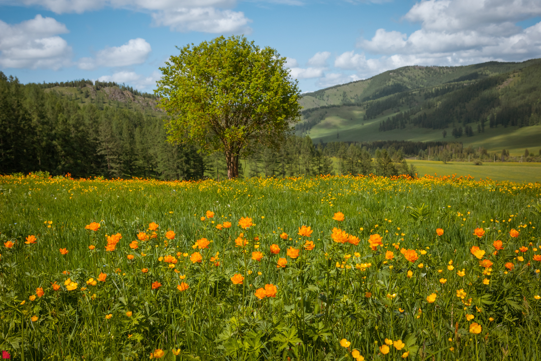 Алтай, горы, Купавка