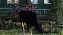 Черный бык пробрался на закрытую территорию ЖК на Первомайке — он встал на клумбе и ел траву