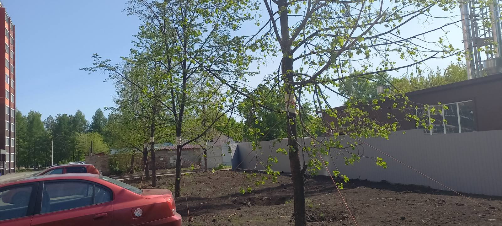 В УК показали, какие деревья планируют высадить взамен спиленных тополей В УК показали, какие деревья планируют высадить взамен спиленных тополей