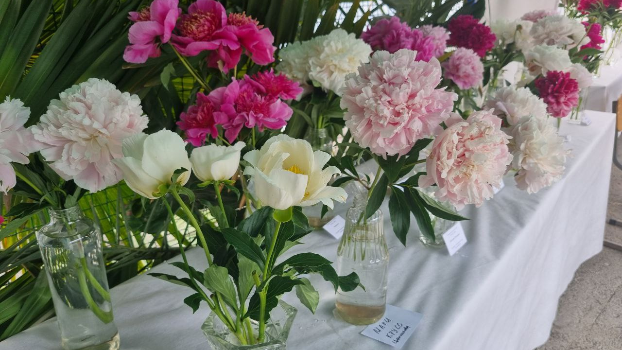 Что за чудо-цветы, на которые слетелись екатеринбургские бабушки? Только посмотрите на них!