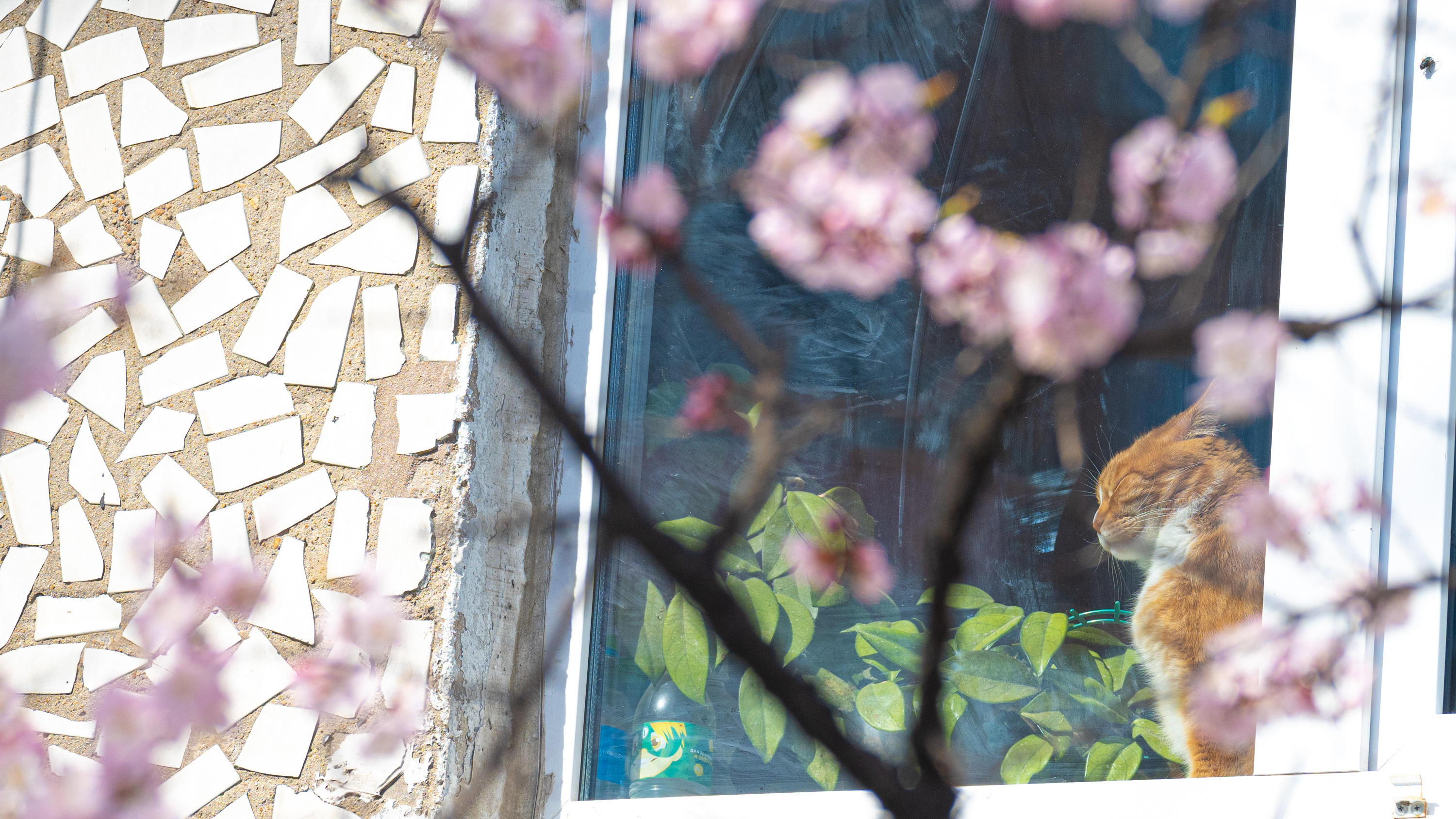 Сакура по-приморски. Показываем фото цветущей вишни во Владивостоке