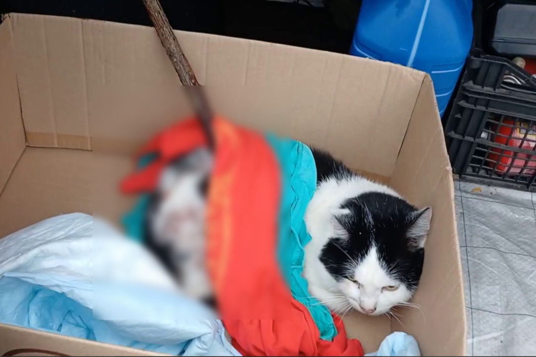 Нижегородские зоозащитники пытаются спасти кота, насквозь проткнутого палкой
