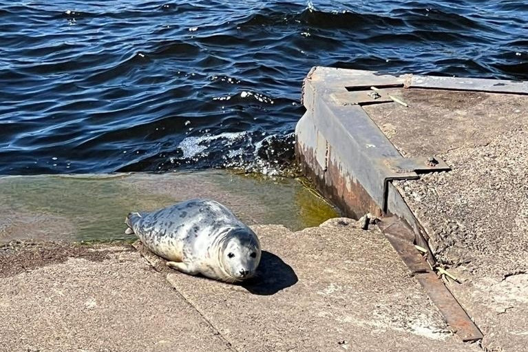 Живущая в Петербурге тюленька снова показала себя. Сегодня она грелась у «Морского порта»