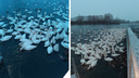 Плещутся в воде и любят овес. На алтайское озеро прилетели зимовать почти тысяча лебедей — видео грациозных птиц