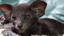 «Обучен премудростям»: в Новосибирске продают экстремального котенка инопланетной внешности — за него просят <nobr class="_">80 тысяч</nobr>