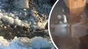 «В домах воды по колено»: на окраине Новосибирска начался «паводок» посреди зимы — видео из затопленного СНТ
