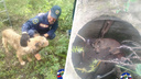 Искали повреждение кабеля, а нашли пса: спасатели вытащили из колодца бродячую собаку в Новосибирске