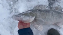 «Он еле пролез в лунку»: волгоградец выловил рыбу-гиганта на первой зимней рыбалке на Дону