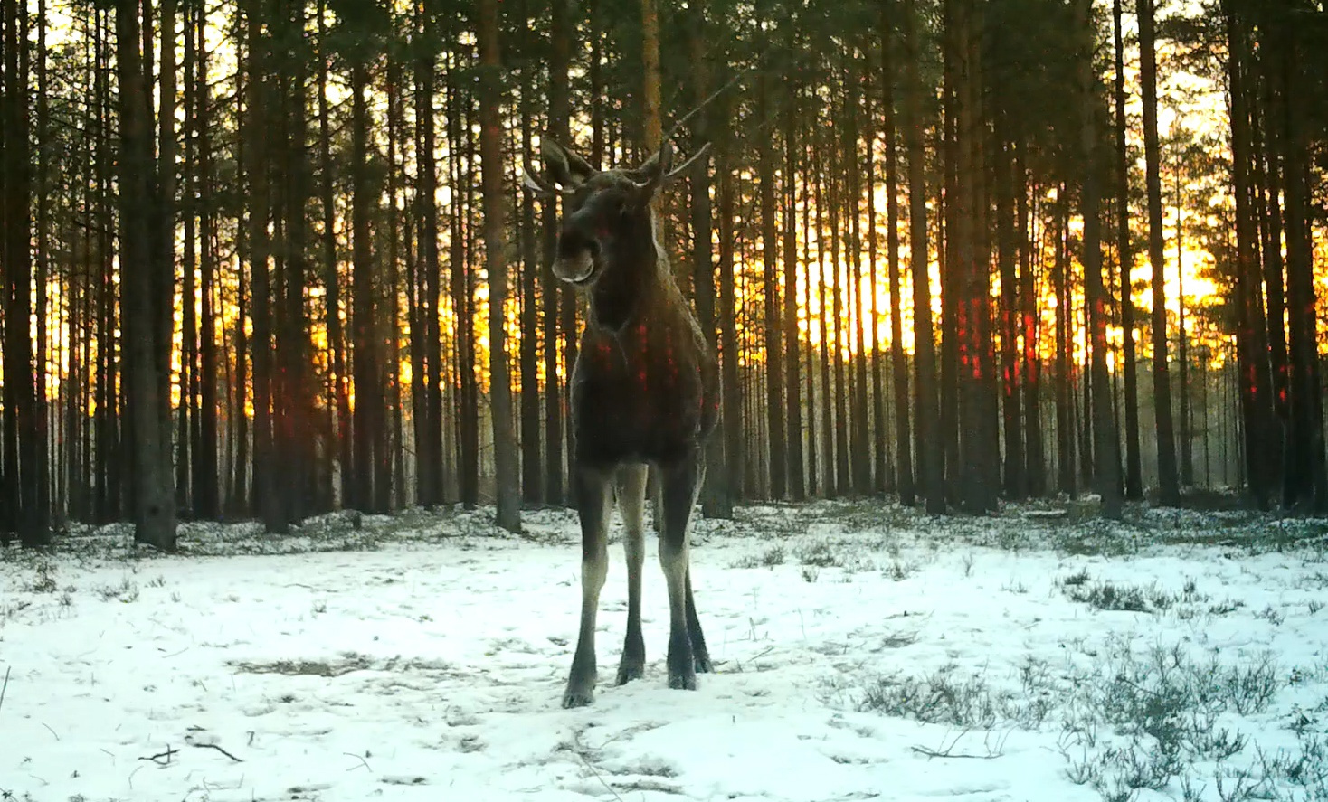 Павел Глазков снял фото и видео лося во Всеволожском районе Ленобласти ...