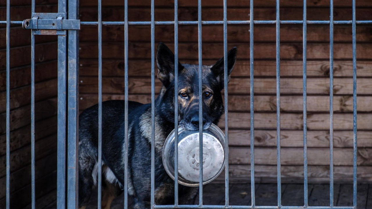 На пункты временного содержания собак на Ставрополье готовы потратить более 8 миллионов рублей