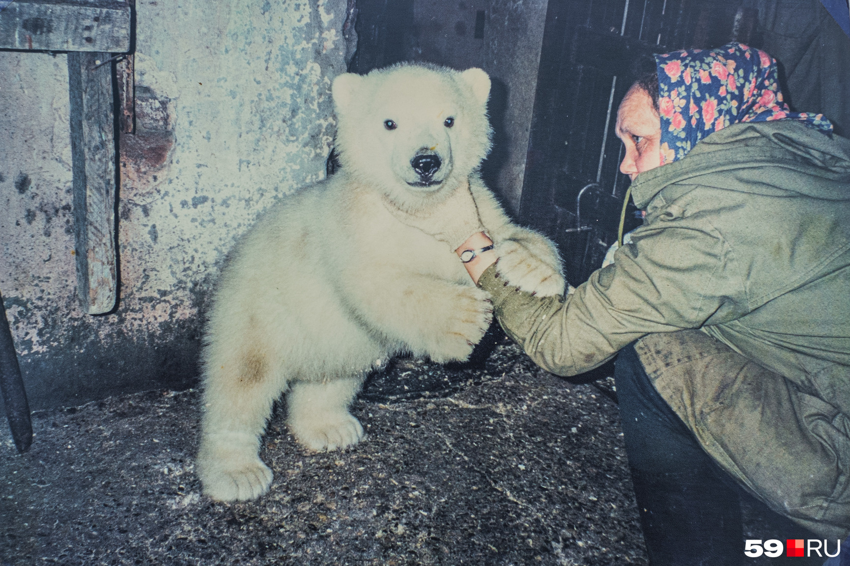 Любовь Абрамовна, многие ее звали тетя Люба, с медвежонком, рожденным медведицей Амдермой. Малыша потом отдали в другой зоопарк